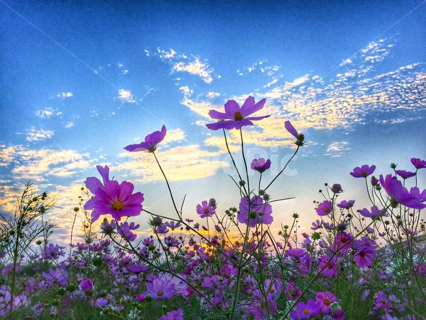 blossom,꽃,flower,plant,식물,purple,보라색,코스모스,공원