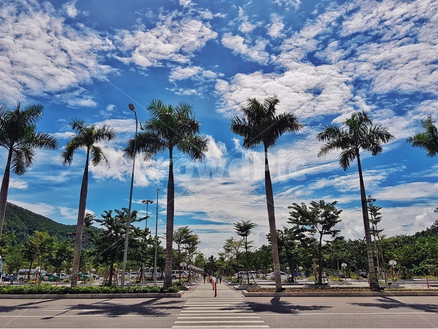 베트남,다낭,바나힐,야자수,하늘,자연,풍경,nature,landscape,해외,외국,세계,foreign,oversea,world,세계자연풍경,해외자연풍경,외국자연풍경,world nature landscape,summer,여름,tree,나무,plant,식물,palm tree