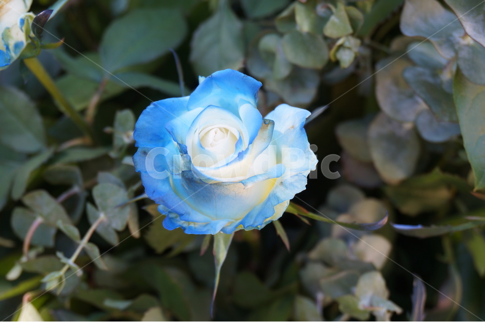 장미,5월,봄,풍경,꽃,파랑,식물,자연,plants,nature,꽃,flower