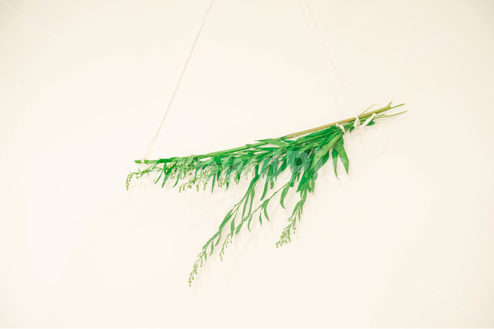 식물,인테리어,자연,풀,감성사진,식물,자연,plants,nature,실내용화초,화분,화초,house plant,감성,sensible,feeling,인테리어,실내디자인,interior design