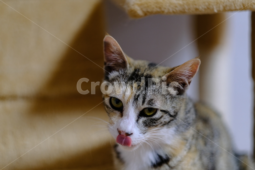 고양이,아깽이,동물,반려동물,애완묘,동물,animal,포유류,mammal,고양이,cat,kitten,kitty