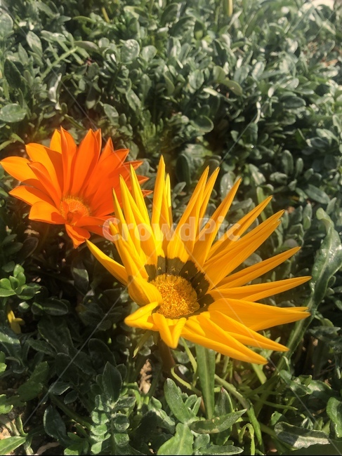 plant,식물,꽃,blossom,flower