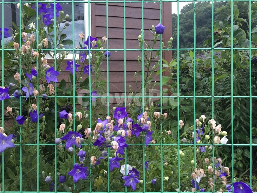 꽃,식물,봄,초록,조화