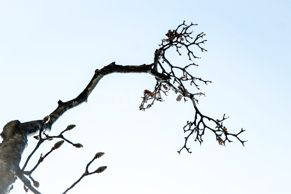 목련,봄,하늘,가지,꽃망울,봄,계절,spring,season,식물,자연,plants,nature,나무,trees,wood