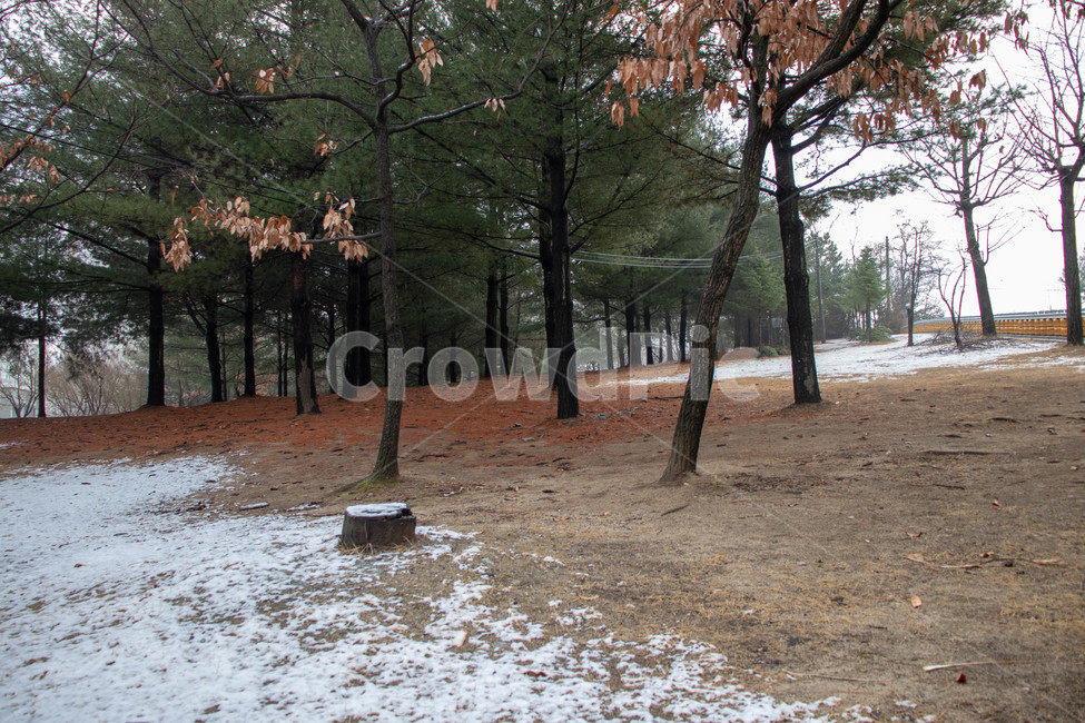 나무,단풍,숲,길,풍경,가을,계절,fall,autumn,season,겨울,winter,자연,풍경,nature,landscape,tree,plant,식물,tree trunk,나무 줄기