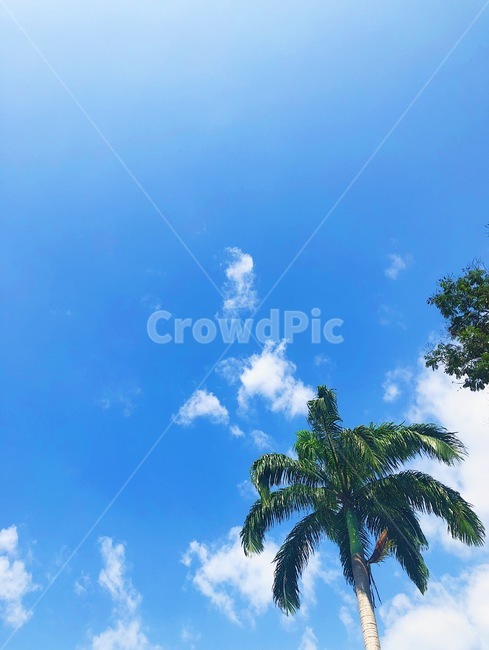 야자수,하늘,여름,코타키나발루,말레이시아,malaysia,kotakinabalu,sky,여름,계절,summer,season,나무,trees,wood