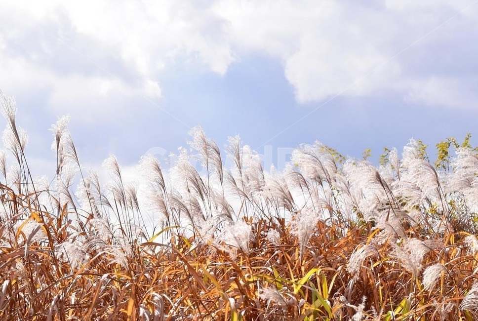 grass,잔디,plant,식물,lawn,갈대,reed,가을,계절,fall,autumn,season