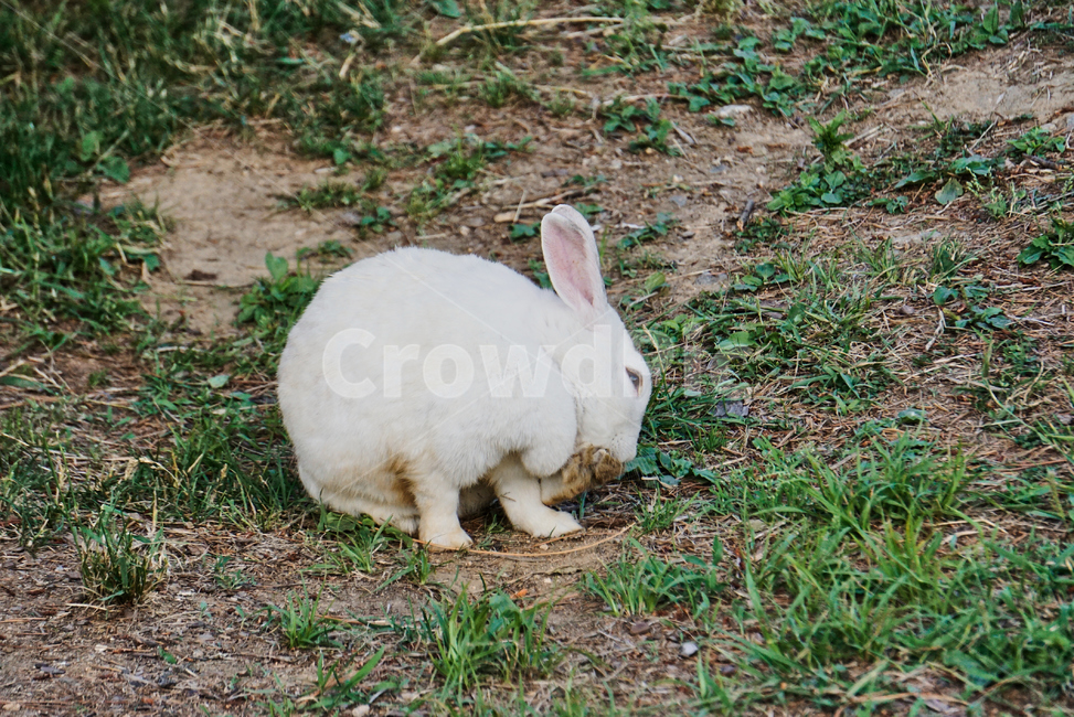 토끼,동물,야생,초식동물,포유류,자연,nature,rabbit,animal,야생동물,plant,식물,동물,animal,포유류,mammal