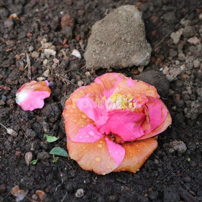 자연,노랑,그린,꽃,식물,동백,꽃,flower