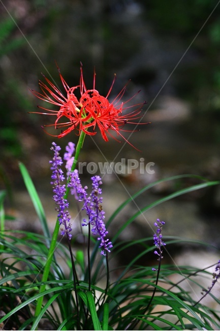 blossom,flower,꽃,plant,식물,outdoors,nature,자연,옥외,꽃무릇,상사화,맥문동,식물,자연,plants,nature,꽃,flower