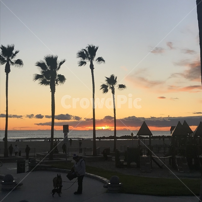 야자수,palmtree,해변,바다,나무,식물,노을,미국,엘에이,la,losangeles,california,캘리포니아,sunset