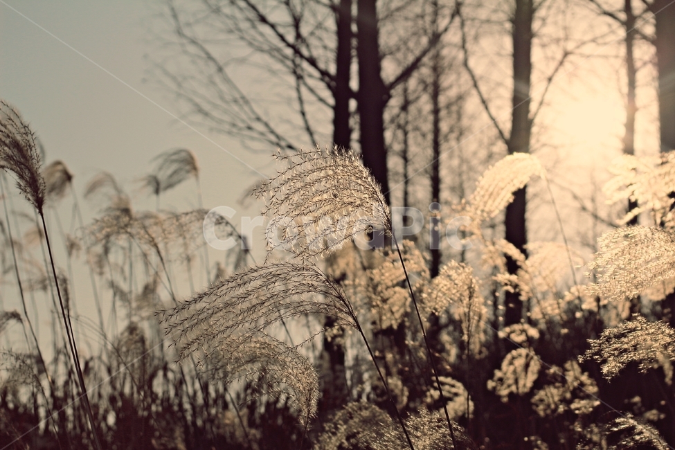 노을,갈대,감성,오후,풀,식물,자연,나무,억새,풍경,가을,계절,fall,autumn,season,식물,자연,plants,nature,grass,잔디,plant,lawn,reed