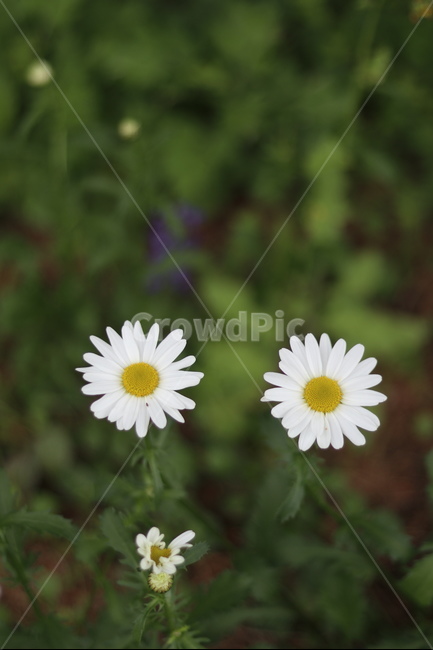 샤스타데이지,꽃,풍경,봄,흰색,식물,자연,plants,nature,꽃,flower
