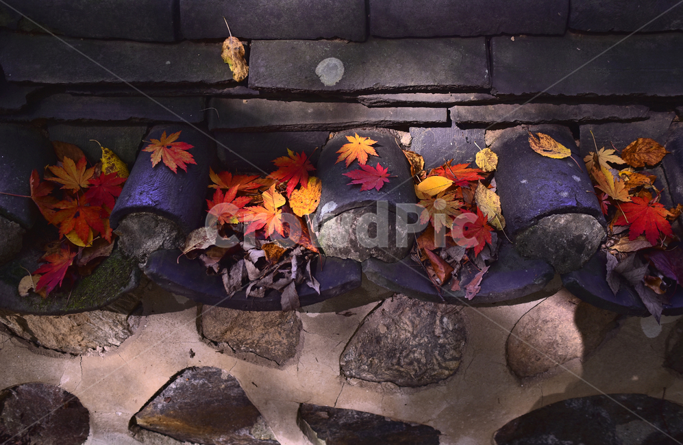가을,한국전통,기왓장,담장,울타리,단풍잎,잎새,이파리,잎사귀,메이플,maple,autumn,fall,background,outdoor,옥외,야외,햇살,낙엽,leaf,가을감성,가을분위기,가을배경,가을서정,계절,시즌,season,빈티지,오래된,vintage,가을,계절,fall,autumn,season,plant,식물,잎,tree,나무