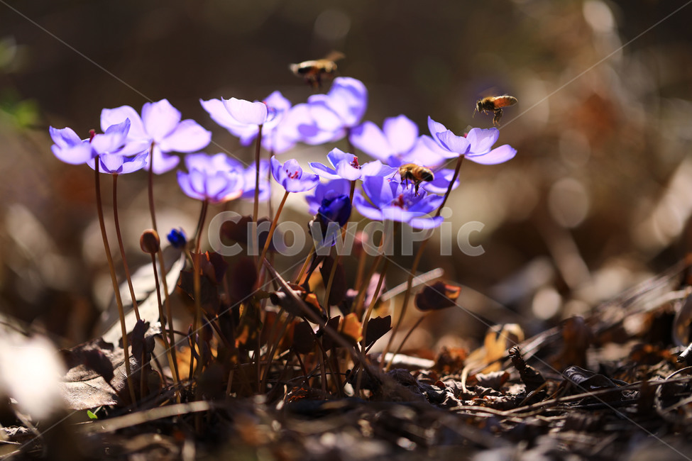 자연,벌,깽깽이풀,보라,산야초,식물,자연,plants,nature,꽃,flower