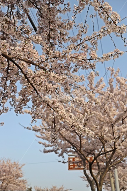 벚꽃,벚꽃나무,봄꽃,cherryblossoms,cherryblossomstree,봄,계절,spring,season,식물,자연,plants,nature,꽃,flower,plant,blossom,cherry blossom