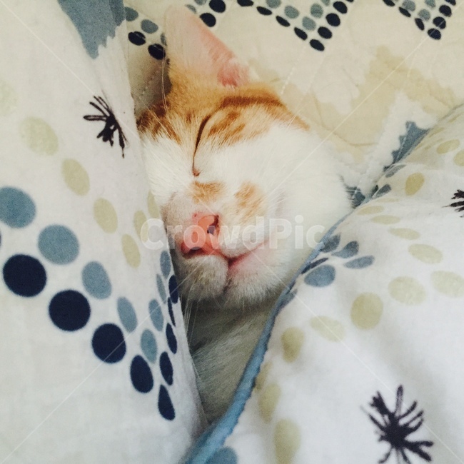 고양이,치즈,동물,코숏,코리안숏헤어,치즈태비,자는고양이,동물,animal,포유류,mammal,고양이,cat,kitten,kitty