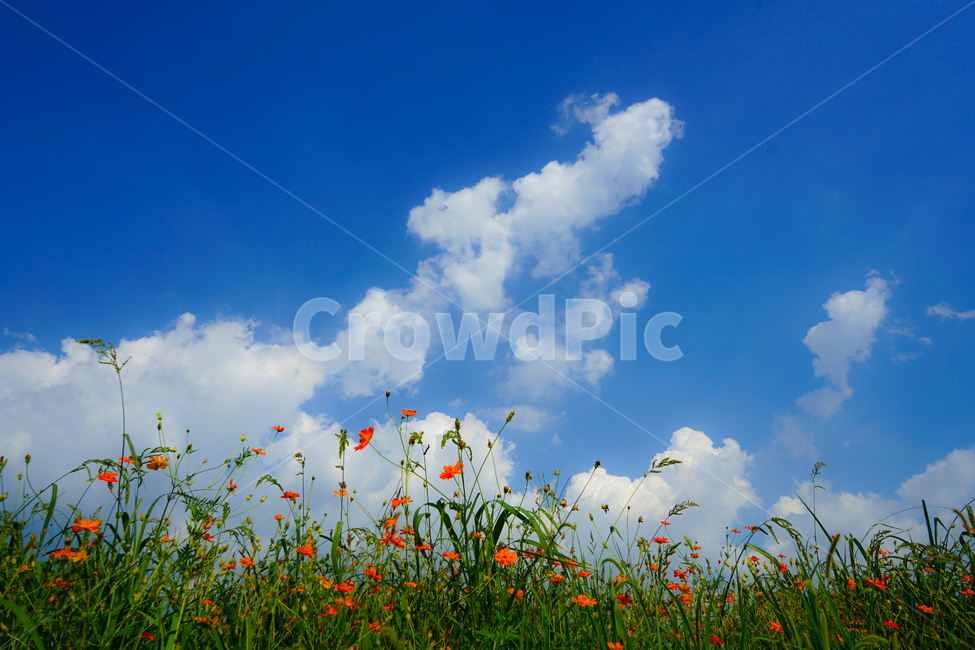 꽃,화초,꽃밭,하늘,구름,풍경,식물,자연,풍경,nature,landscape,식물,plants,꽃,flower,outdoors,옥외,grassland,목초지,field,들,azure sky,푸른 하늘,sky