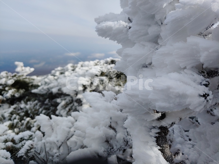 눈꽃,겨울나무,눈보라,설경,하얀나무,한라산눈꽃,제주도눈꽃,겨울,계절,winter,season,자연,풍경,nature,landscape,outdoors,옥외