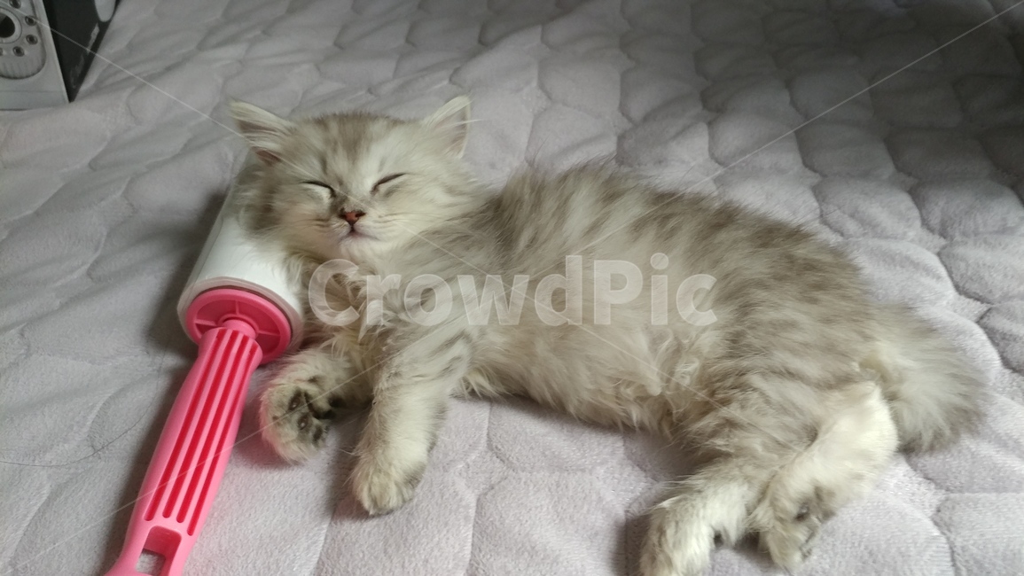 고양이,자는고양이,먼치킨,페르시안,하얀고양이,동물,animal,포유류,mammal,고양이,cat,kitten,kitty
