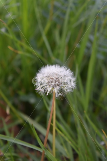 민들레,dandelion,꽃,초록,화이트,흰색,식물,풀,봄,flower,green,white,plant,spring