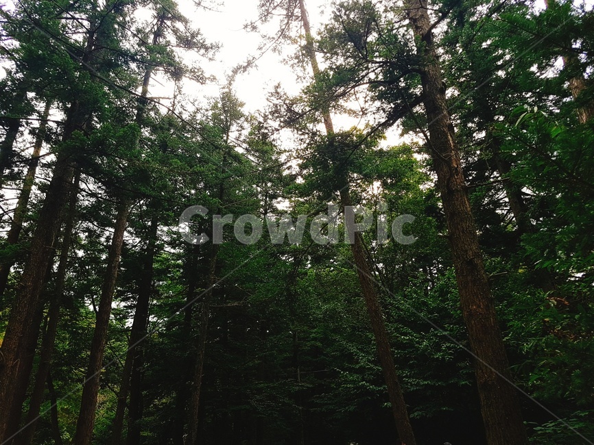 숲,나무,잎사귀,울창한,산,자연,풍경,nature,landscape,tree,plant,식물,fir,전나무