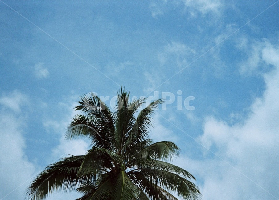 하늘,야자수,구름,맑음,쾌청,날씨,sky,palmtree,summer,season,계절,식물,자연,plants,nature,나무,trees,wood