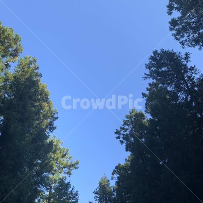 tree,나무,plant,식물,전나무,하늘,sky,green,blue,자연,풍경,nature,landscape
