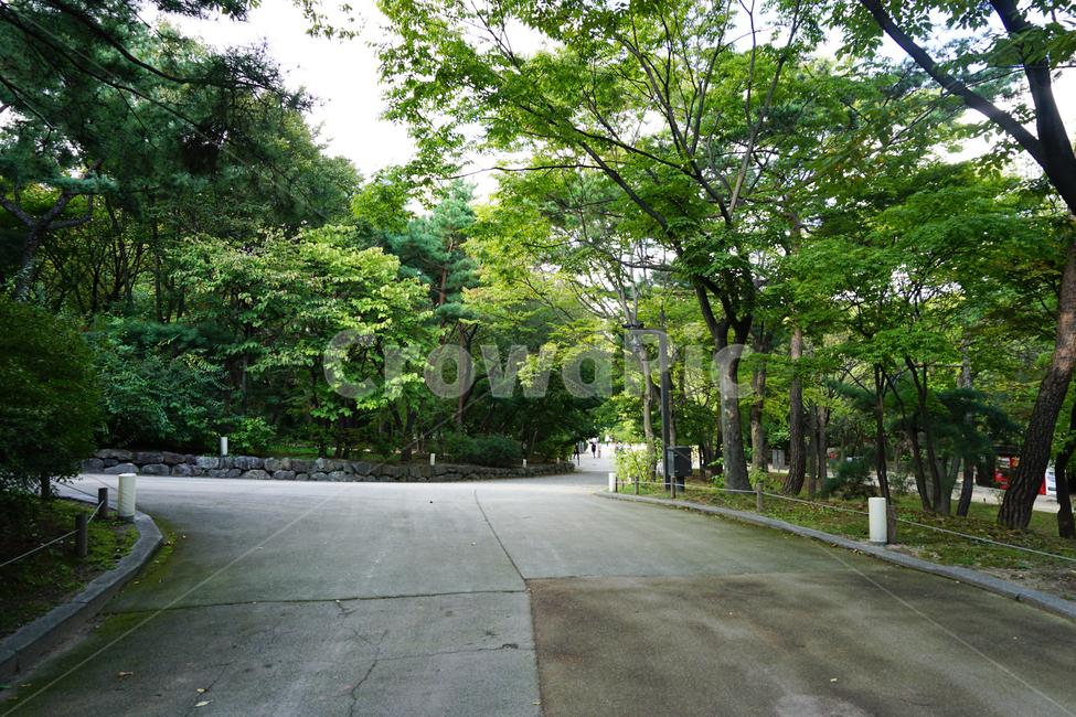 plant,식물,옥외,garden,정원,arbour,나무,하늘,landscape,korea,tree,place,changdeokgungpalace,changdeokgung,architecture,outdoors,길,way,green,식물,자연,plants,nature,나무,trees,wood