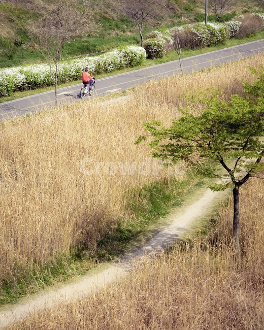 한강공원,산책,갈대숲,한강,자전거,서울,도시,도시풍경,봄,나무,갈대