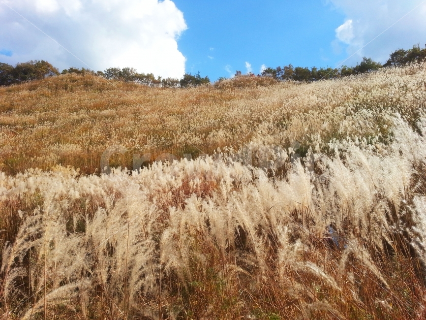 갈대,갈대밭,가을,갈대나무,산,계절,가을,계절,fall,autumn,season,자연,풍경,nature,landscape,plant,식물,food,음식,vegetable,야채,grain,곡물