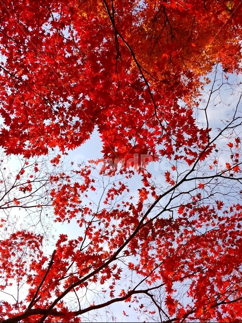 단풍,빨간단풍,단풍나무,가을,단풍잎,가을나무,maple,나무,tree,fall,가을,계절,fall,autumn,season,식물,자연,plants,nature,나무,trees,wood,plant,leaf,잎