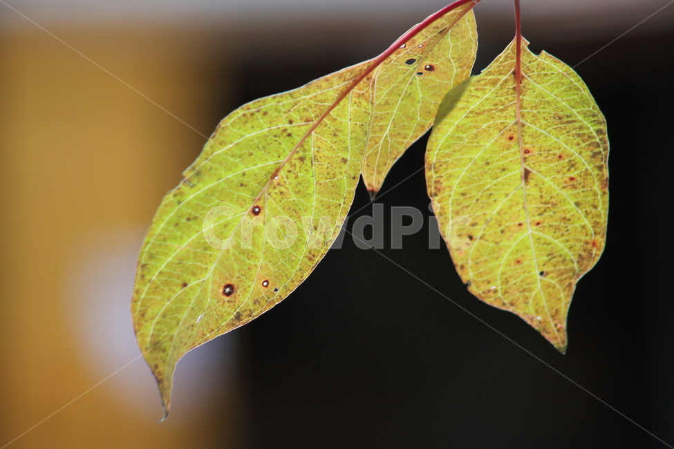 단풍,잎,가을,redleaves,leaf,가을,계절,fall,autumn,season