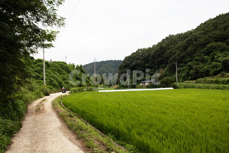 하늘,sky,옥외,nature,자연,land,땅,산,나무,경치,자연경관,자연경치,mountain,mountains,tree,grassland,목초지,field,들,outdoors,paddyfield,패디필드,countryside,시골,시골경관,시골경치,들판,밭,논,자연배경,farm,ricepaddy,scene,natureview,시골길,acountrylane,acountryroad,길,road,lane,plant,식물,grass,잔디,lawn,자연,풍경,nature,landscape