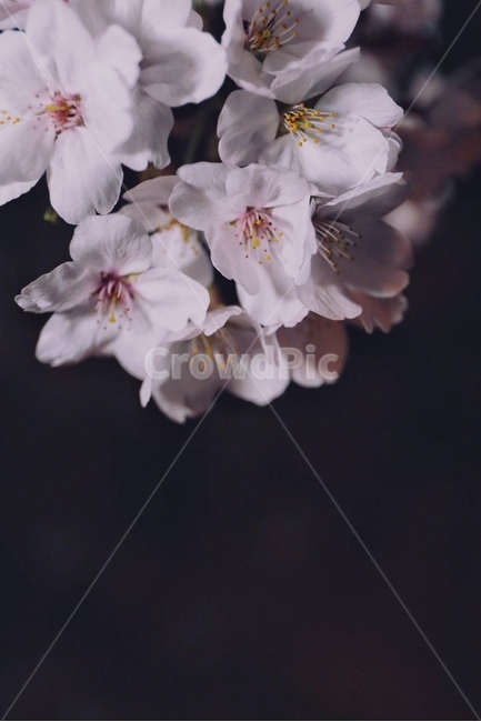 벚꽃,봄,분위기,감성,꽃,봄,계절,spring,season,야경,밤,풍경,nightscape,night,landscape,식물,자연,plants,nature,꽃,flower,감성,sensible,feeling,plant,blossom