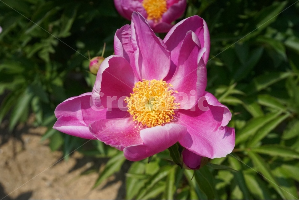 꽃,자연,작약,식물,plant,피오니,식물,자연,plants,nature,꽃,flower