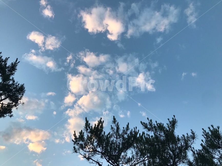 하늘,자연,구름,식물,nature