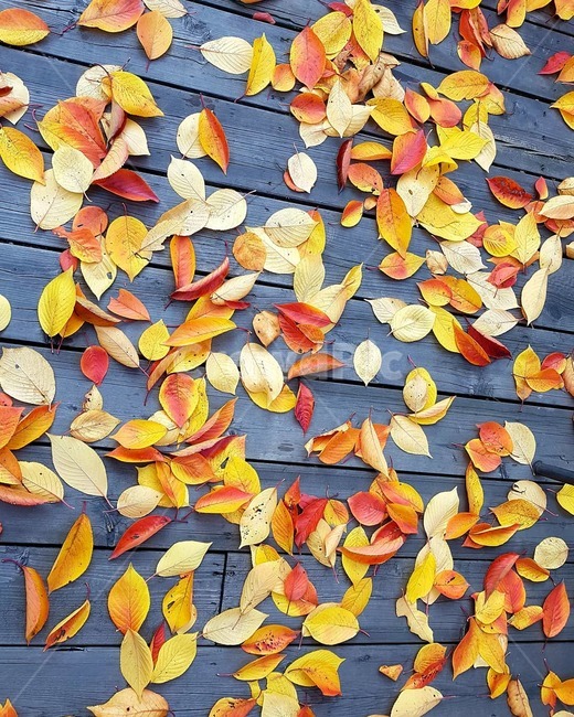 가을,가을단풍,나뭇잎,낙엽,노랑,가을,계절,fall,autumn,season,leaf,잎,plant,식물
