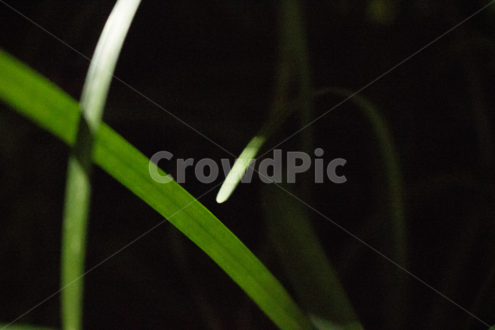 풀,풀잎,잎,로우키,잡초,식물,자연,plants,nature
