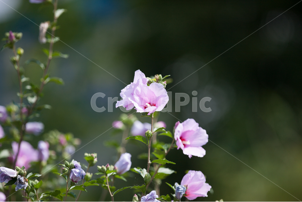 무궁화,무궁화꽃,국화,우리나라꽃,들꽃,여름꽃,봄꽃,식물,자연,plants,nature,꽃,flower
