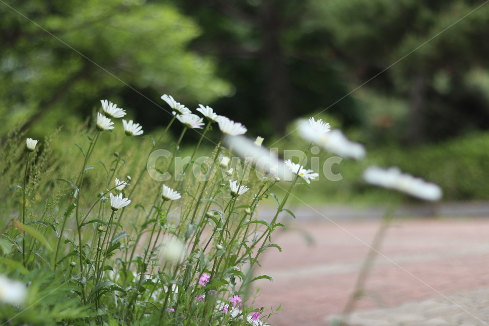 샤스타데이지,꽃,풍경,봄,흰색,식물,자연,plants,nature,꽃,flower