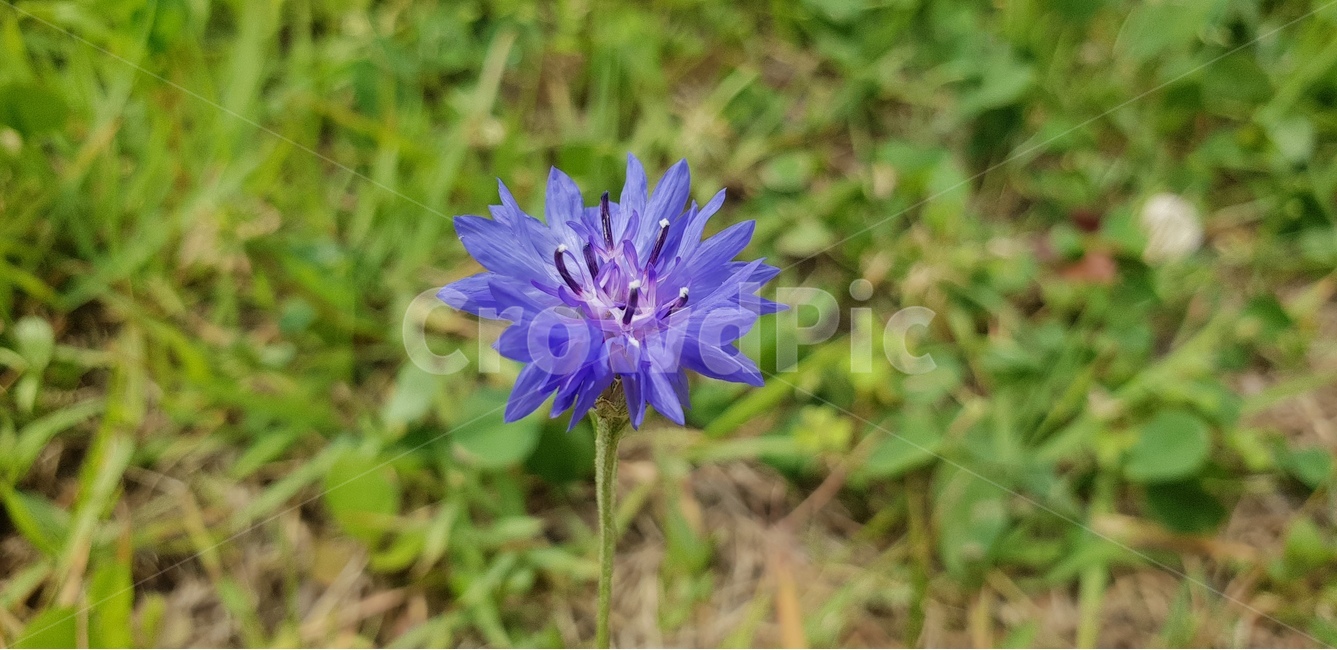 꽃,보라꽃,야생화,식물,식물원,식물,자연,plants,nature,꽃,flower