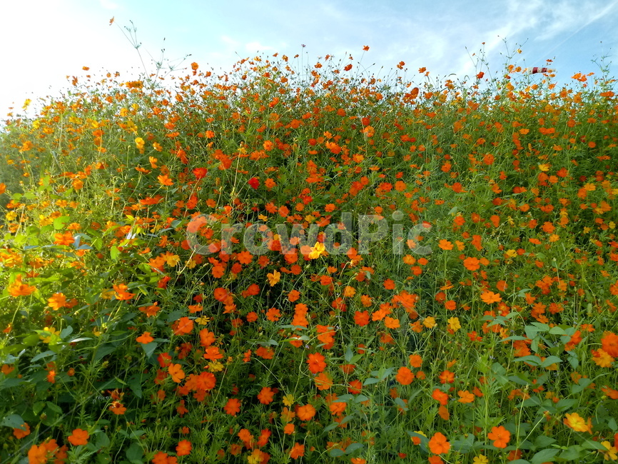 노랑코스모스,yellowcosmos,황금코스모스,식물,꽃,flower,plant,한해살이풀,식물,자연,plants,nature,꽃,flower