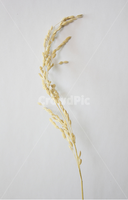 화이트,흰색,하얀색,흰배경,쌀알,알갱이,볍씨,씨,씨앗,열매,쌀알갱이,식물,자연,탑앵글,탑뷰,쌀,벼,곡식,곡물,음식,식재료,요리,곡류,이삭