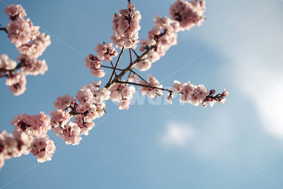 봄,계절,느낌,감성,식물,생명,생물,자연,잎,화사,봄,계절,spring,season,식물,자연,plants,nature,꽃,flower,plant,blossom