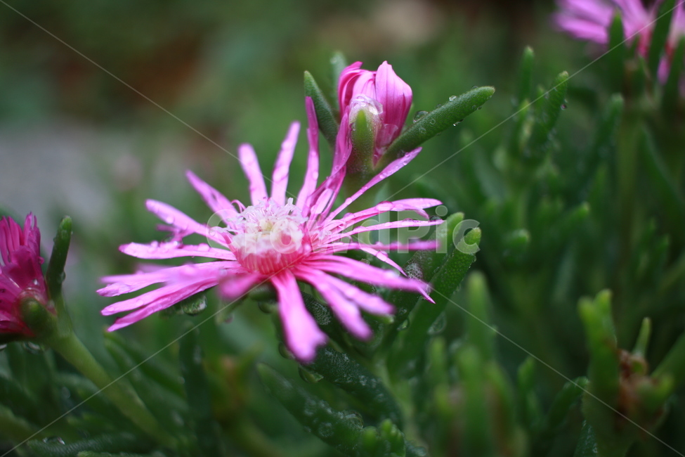 우중출사,장마,소강상태,여름,여름꽃,비방울,식물,자연,plants,nature,꽃,flower