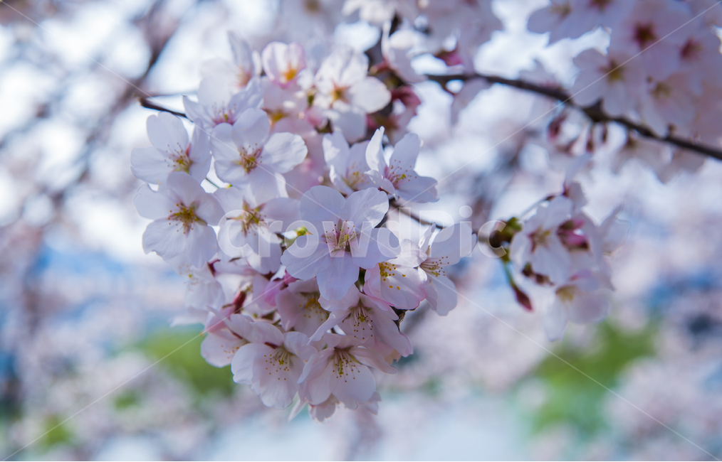 순천,꽃,벛꽃,봄,봄사진,꽃사진,봄,계절,spring,season,식물,자연,plants,nature,꽃,flower,plant,blossom