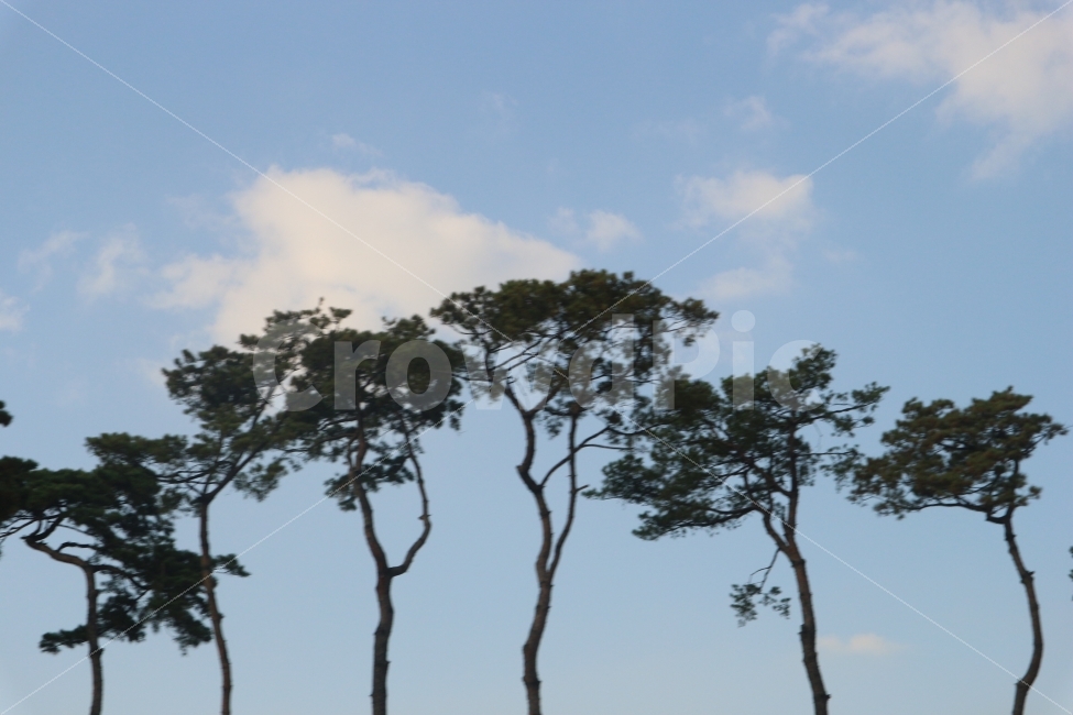 하늘,구름,나무,소나무,블러,Sky,Cloud,Tree,배경화면,바탕화면,자연,풍경,nature,landscape,식물,plants,나무,trees,wood,outdoors,옥외