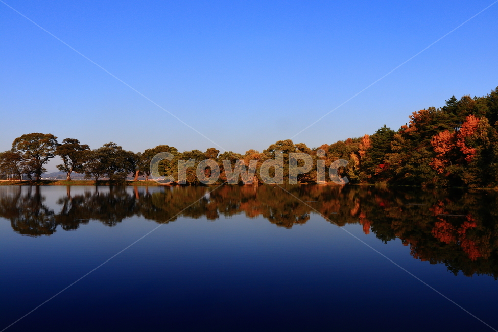 경산,반곡지,반영사진,왕버들,나무,가을,반영,reflectivephotography,reflective,willows,가을,계절,fall,autumn,season,자연,풍경,nature,landscape,한국자연풍경,한국자연경관,korea nature landscape,water,물,outdoors,옥외,lake,호수