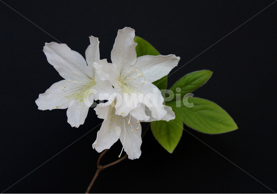 azaleas,azaleasflowers,closeup,decoration,detail,flower,fresh,green,leaf,leaves,macro,natural,nature,plant,royalazaleablossom,whiteazaleasflowers,철쭉,철쭉꽃,클로즈업,디테일,꽃,신선한,그린,녹색,잎,나뭇잎,잎사귀,자연,식물,플라워,진달래,검은색,검정,블랙,식물,자연,plants,nature,꽃,flower